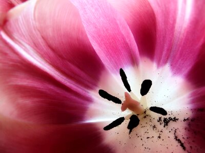 Black white petals