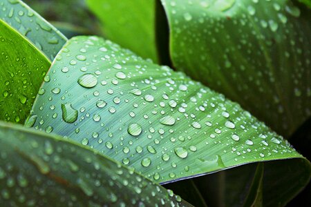 Drops green nature