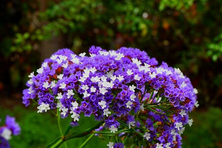 Bloom limonium sinuatum beach lilac