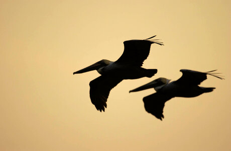 Pair of Pelican silhouettes