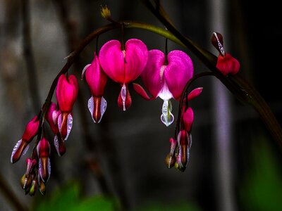 Herzerlstrauch bleeding heart flowers