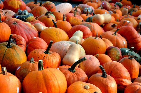 Vegetables color seasonal