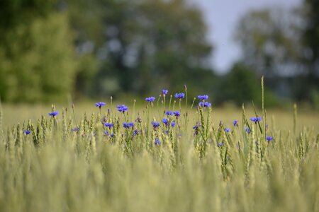 Blue arable ear