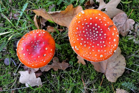 Autumn season red with white dots