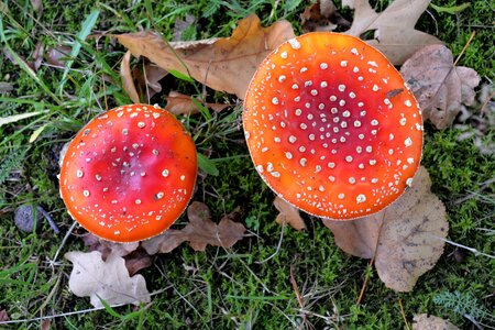 Autumn season red with white dots photo