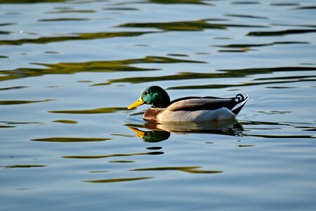 Aquatic Bird beautiful photo colorful