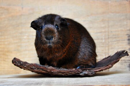Young animal rodent animal