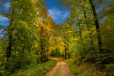 Colorful autumn forest fall color photo