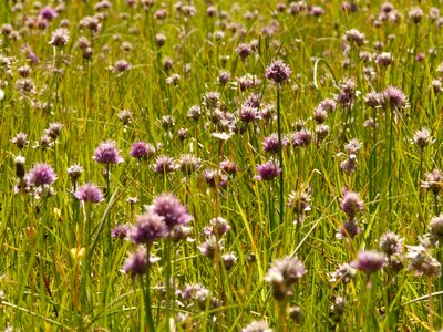 Blossom bloom wild flower