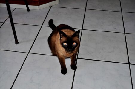 Black cat looking