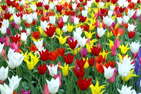 Nature tulip tulip fields photo