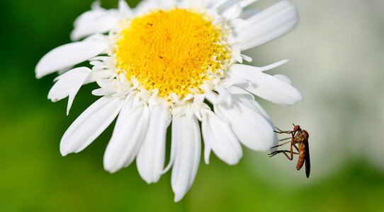 Summer meadow yellow white