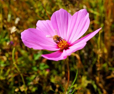 Close up pink wild flower photo