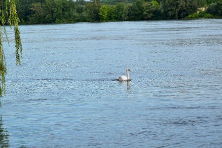River riverbank swan photo