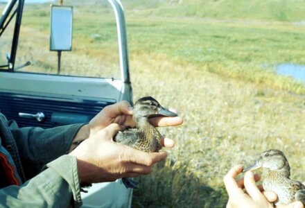 Duck hands 