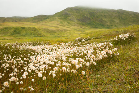 Alaska cottongrass on Kiska-5