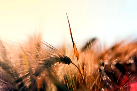 Agriculture cereal dusk