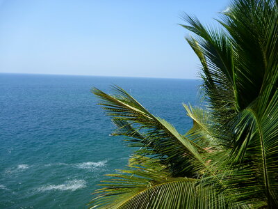 Palm Tree Blue Sea photo