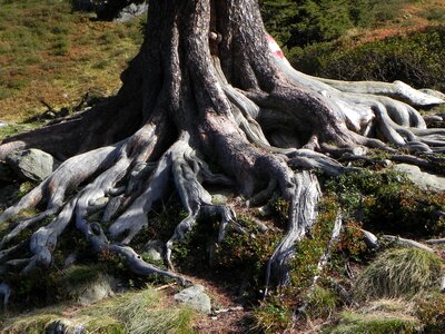 Trees trees sleeping log