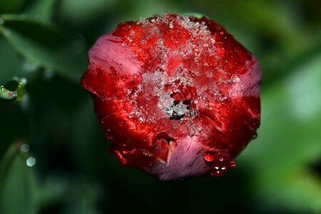 Detail dew flower