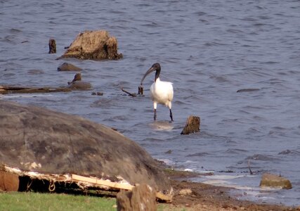 Black-headed ibis threskiornis melanocephala bird