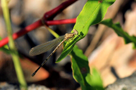 Blue damselfly photo