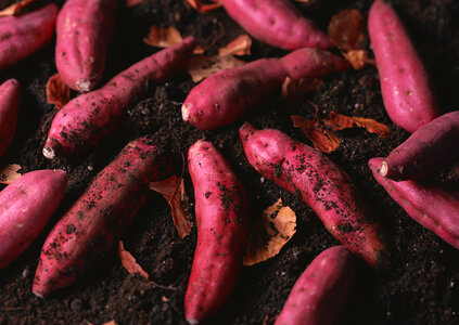 fresh organic sweet potatoes from soil photo