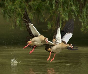 Poultry water bird wild goose photo
