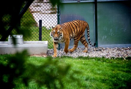 Wildlife Tiger Free Photo photo