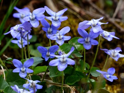 Blue scented violets viola odorata photo