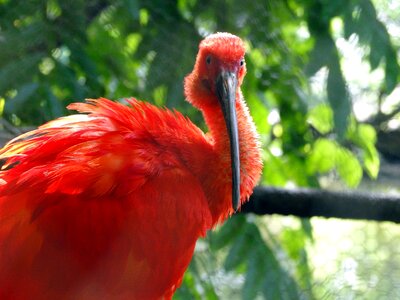 Beak bird branches