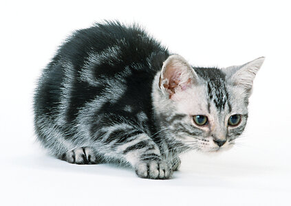 silver grey tabby cat