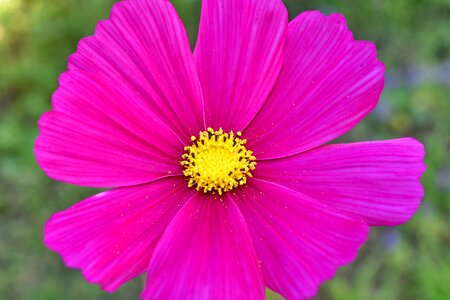Beautiful Photo pinkish plant