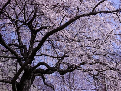 Cherry blossoms flowers japan photo