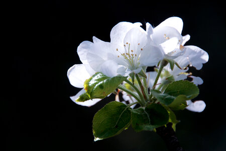 apple flowers