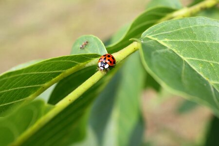 Ladybug green leaves branches