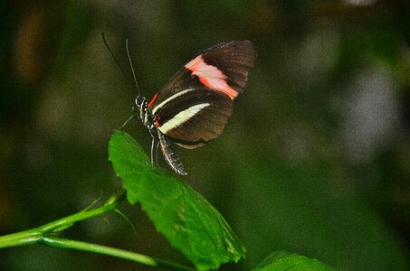 Insect elymnias hypermnestra nature photo