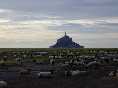 Flock of sheep atmospheric places of interest