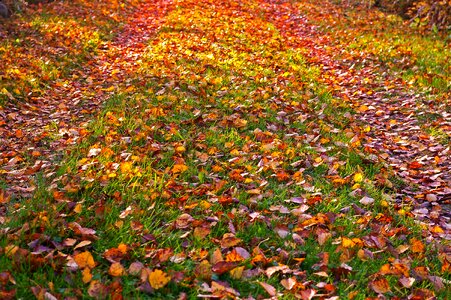 Leaves leaves in the autumn autumn gold photo