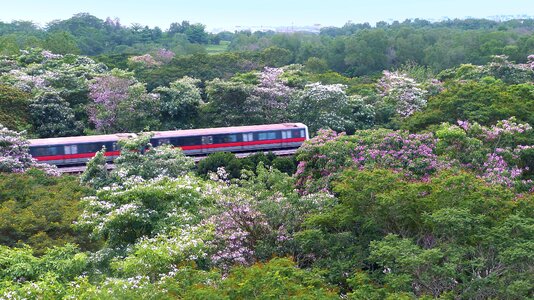 Blossoms blooming nature