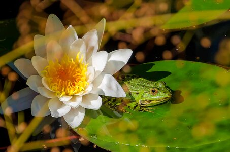 Aquatic beautiful beautiful flowers