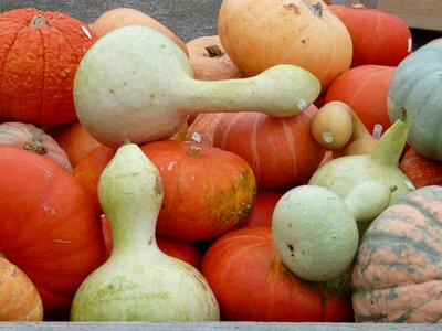 Decoration decorative squashes vegetables photo