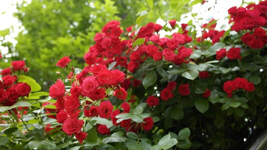 Nature plants summer