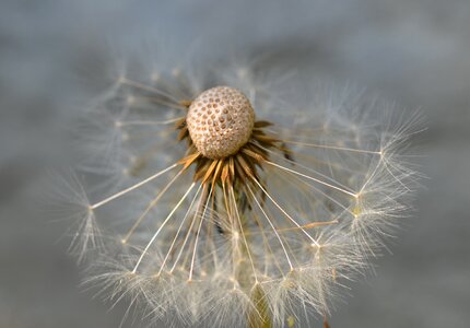 Macro meadow plant