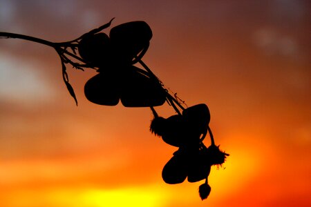 Sky red silhouette