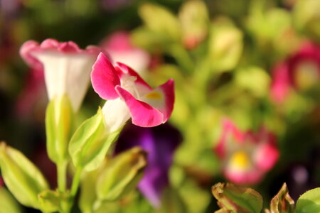 Beautiful Pink Flower Background photo