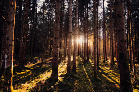 Sunlight shining through the forest photo