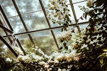 Greenhouse Blossoms photo