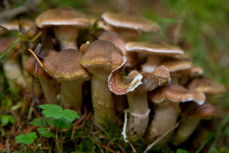Honey mushroom photo