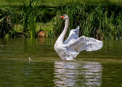Nature swim swans photo
